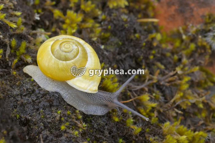 Escargot des bois (Cepea nemoralis) - gryphea.org